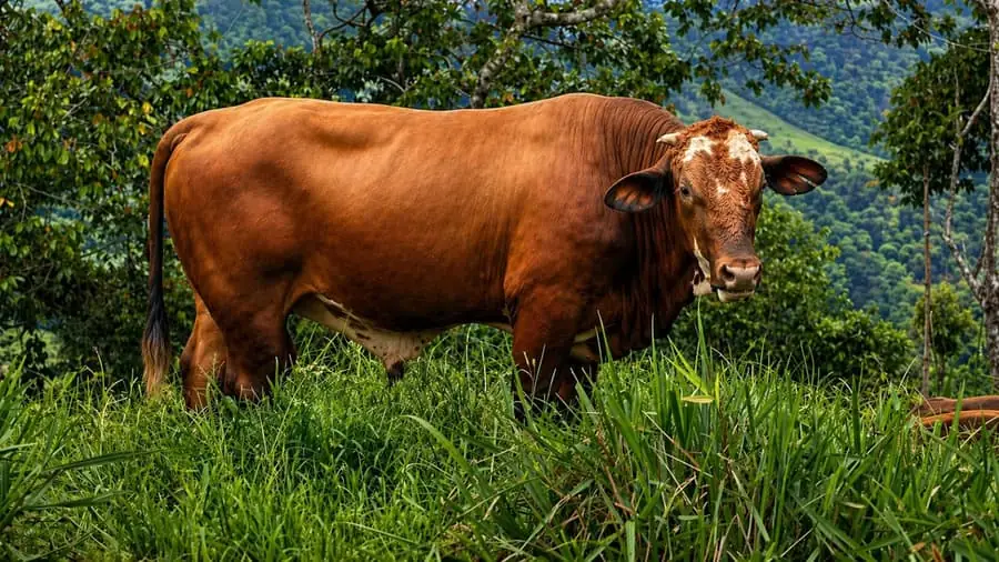 Reddish-brown Beefmaster bull on green pasture with forested Pérez Zeledón mountains behind