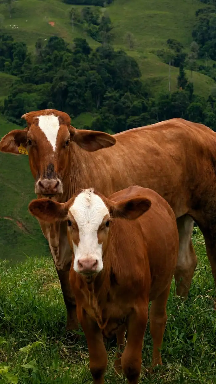 Beefmaster cow with a yellow ear tag and her white-faced calf on a Pérez Zeledón hillside