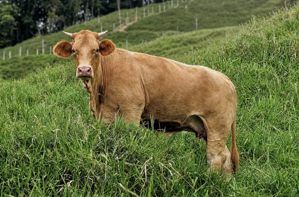 Tan Beefmaster cow on a green pasture hillside with paddock fences